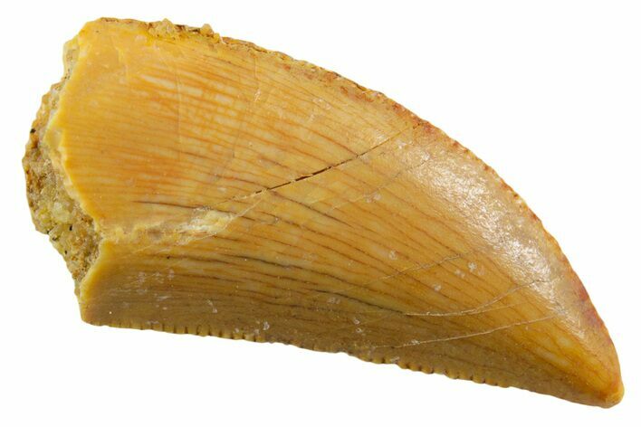 Serrated Raptor Tooth - Real Dinosaur Tooth #355548